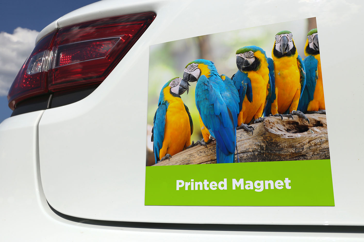 Custom Printed Magnet - The Big Display Company